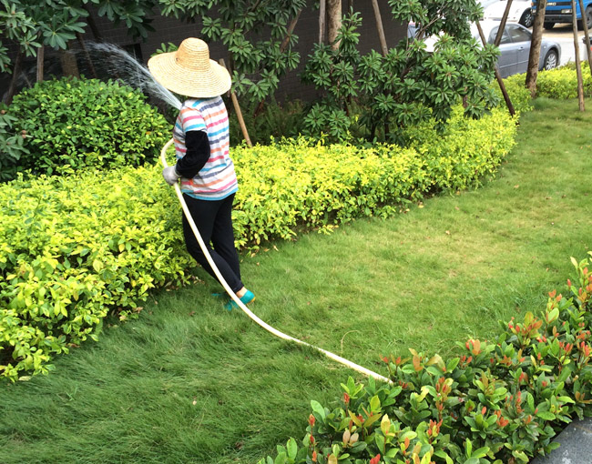 街道綠化養護 街道綠化養護