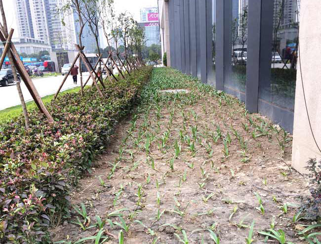 廣發金融中心綠化種植效果 廣發金融中心綠化種植效果